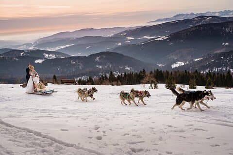 Feel the Magic of Winter with Thrilling Arctic Dog Sled Rides