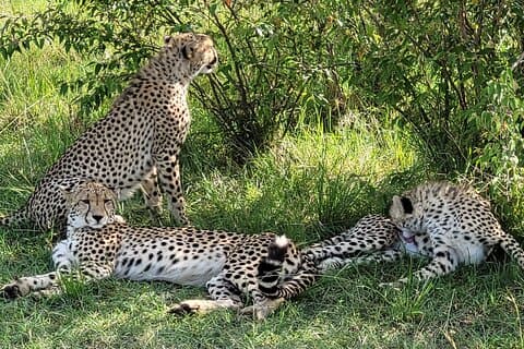 2-Day Masai Mara Safari from Diani Beach, Mombasa & Malindi.
