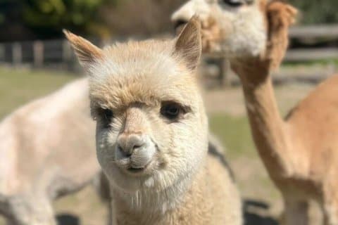 From Krakow: Animal Island with Hotel Pick up