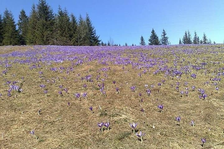 Zakopane - private tour to the town at foot of Tatra Mountains