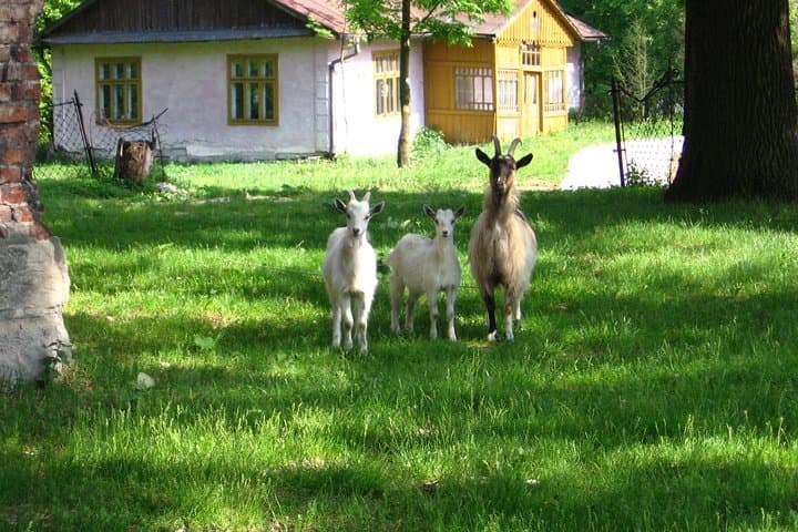 One day in the polish countryside- private tour from Krakow