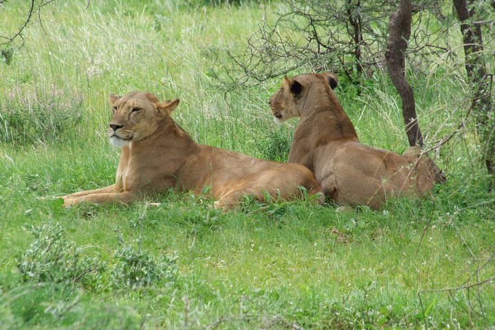 2-Day Masai Mara Safari from Diani Beach, Mombasa & Malindi.