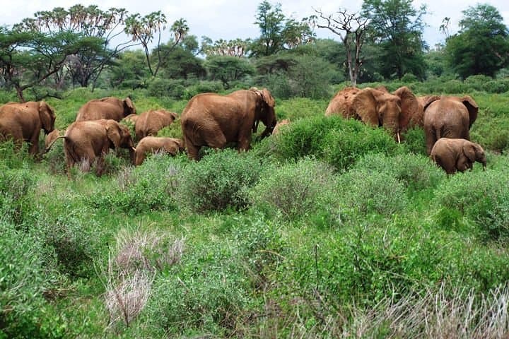2-Day Masai Mara Safari from Diani Beach, Mombasa & Malindi.