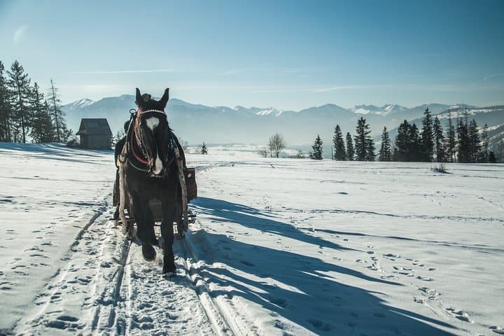 Horse Sleigh Ride in the Polish Countryside, private tour from Krakow