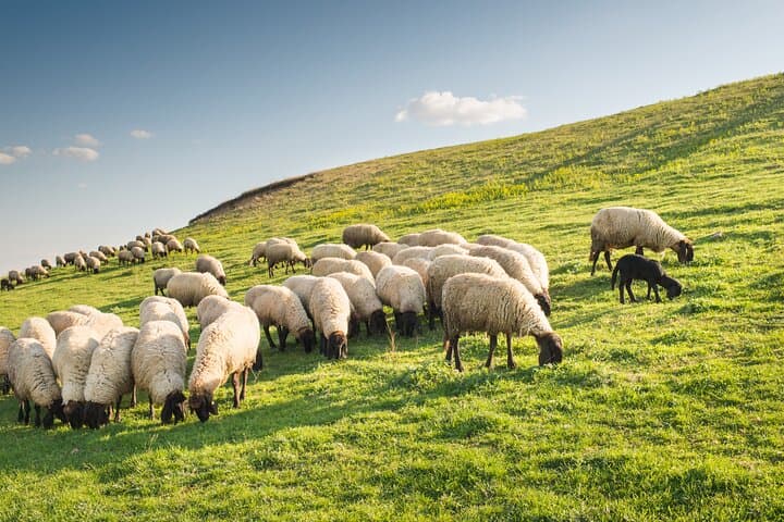 Sheeps