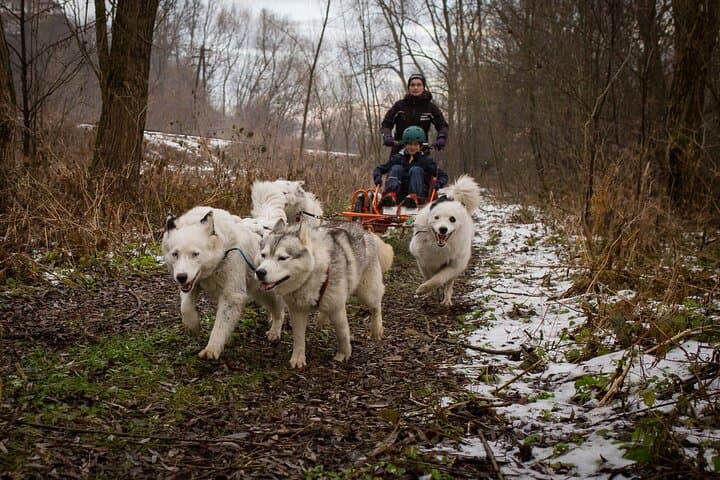 Kraków- An Unforgettable Adventure With Full Dog Sled Ride