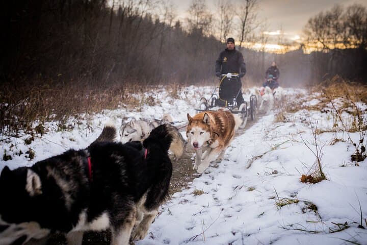 Kraków- An Unforgettable Adventure With Full Dog Sled Ride