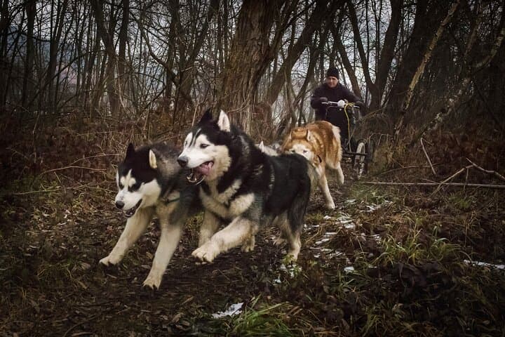 Kraków- An Unforgettable Adventure With Full Dog Sled Ride