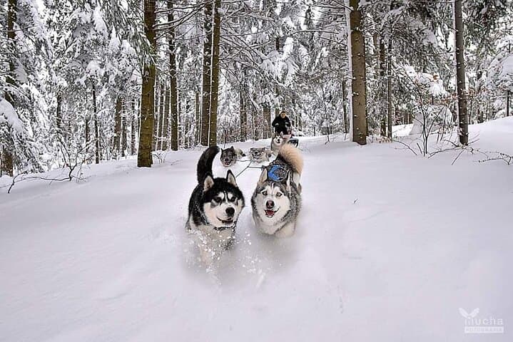Feel the Magic of Winter with Thrilling Arctic Dog Sled Rides