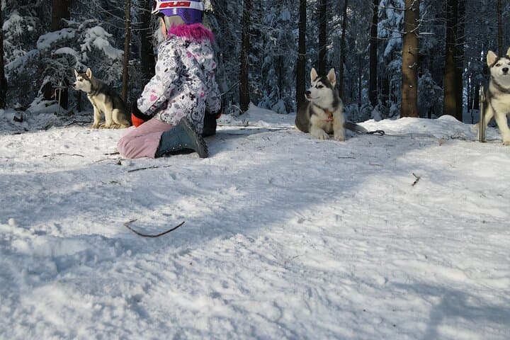 Feel the Magic of Winter with Thrilling Arctic Dog Sled Rides