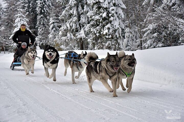 Feel the Magic of Winter with Thrilling Arctic Dog Sled Rides