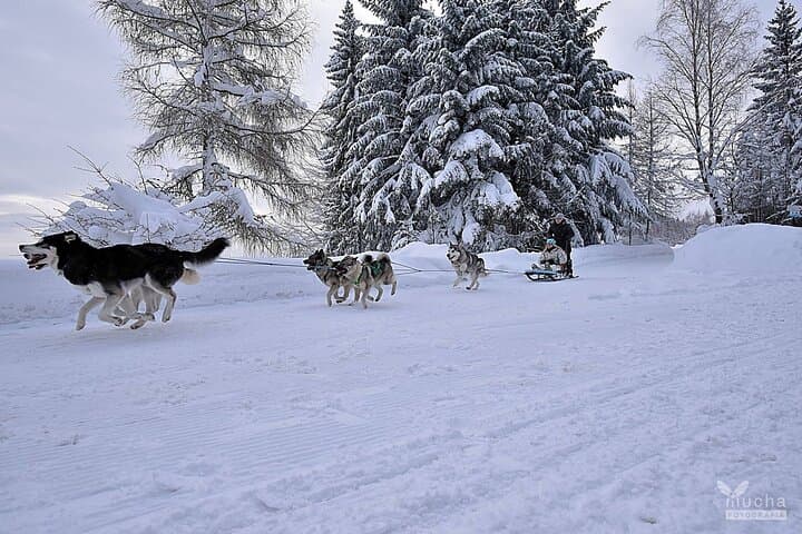 Feel the Magic of Winter with Thrilling Arctic Dog Sled Rides