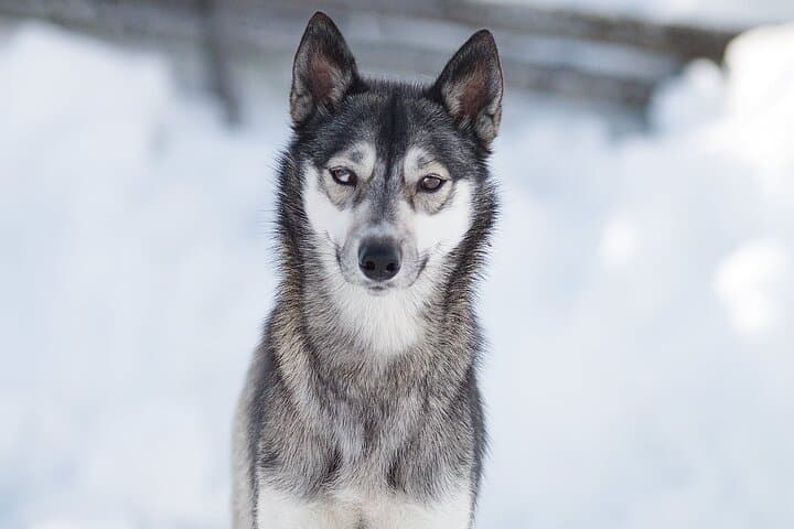 Feel the Magic of Winter with Thrilling Arctic Dog Sled Rides