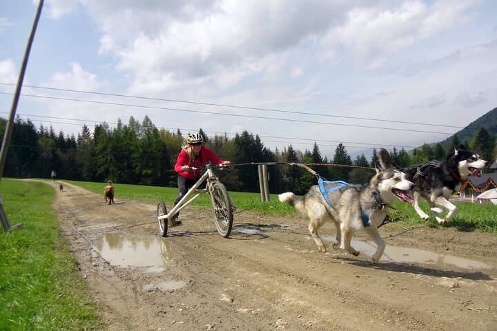 Thrilling Dog Sled Rig Rides in Beskid Wyspowy