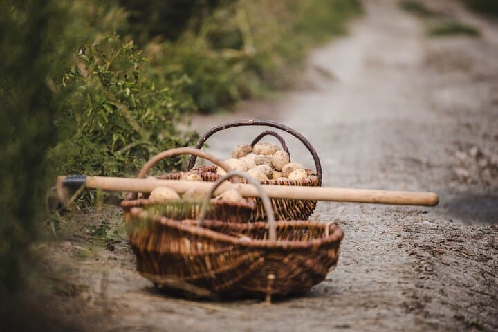 Potato season at Chopin Distillery