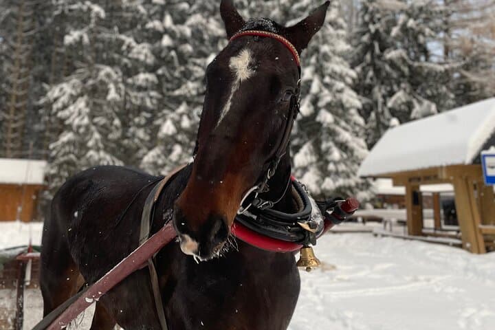 Sleigh Ride & Bonfire in Zakopane with Funicular - Private Trip