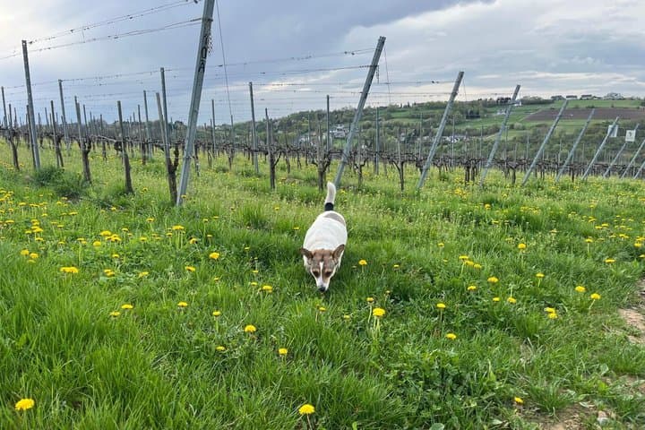 Wieliczka Vineyard: Wine tasting with local snacks