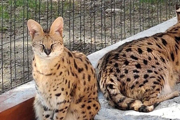 From Krakow: Animal Island with Hotel Pick up