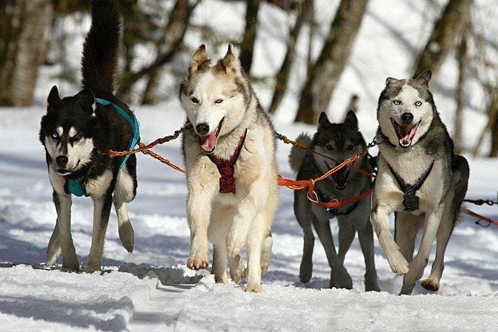 Husky Ride Private Tour from Krakow