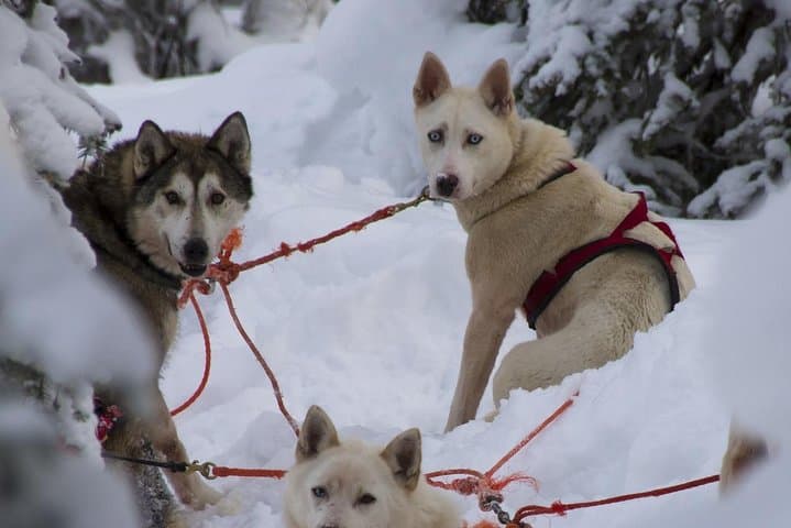 Husky Ride Private Tour from Krakow