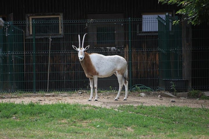 Skip-the-line Oliwa Zoo Gdansk Tour & Private Transport
