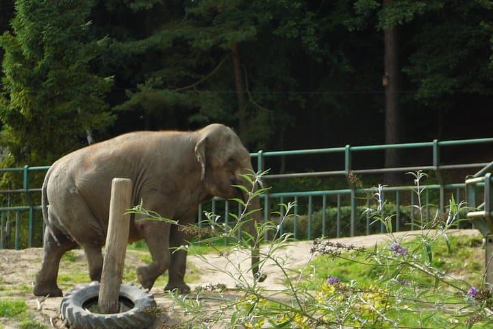 Skip-the-line Oliwa Zoo Gdansk Tour & Private Transport
